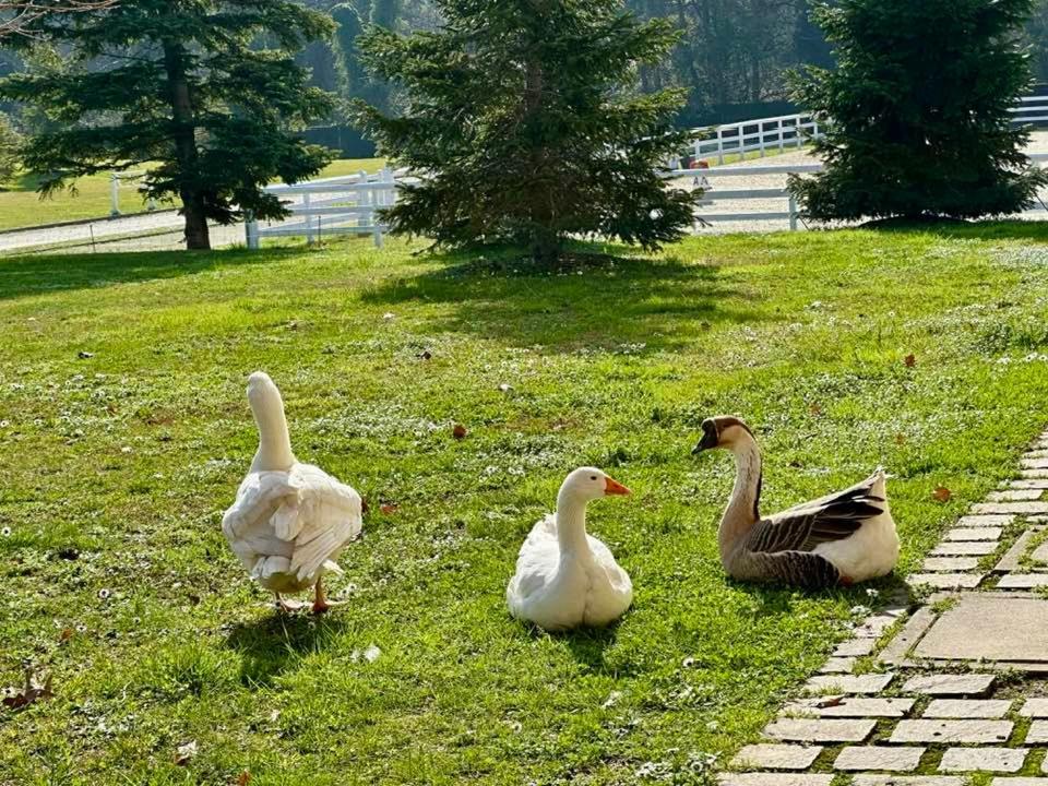 Agriturismo Il Boschetto Ornago Exteriör bild